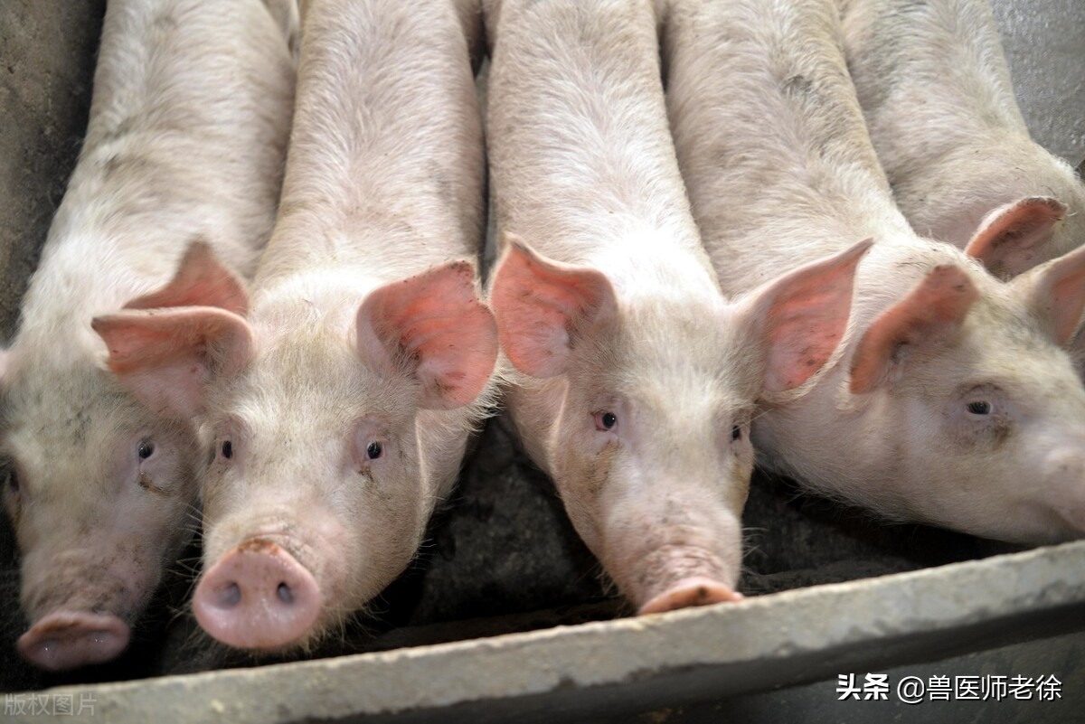 饲料上涨，猪价下跌，自繁自养母猪也亏损，近期猪价会大涨吗？