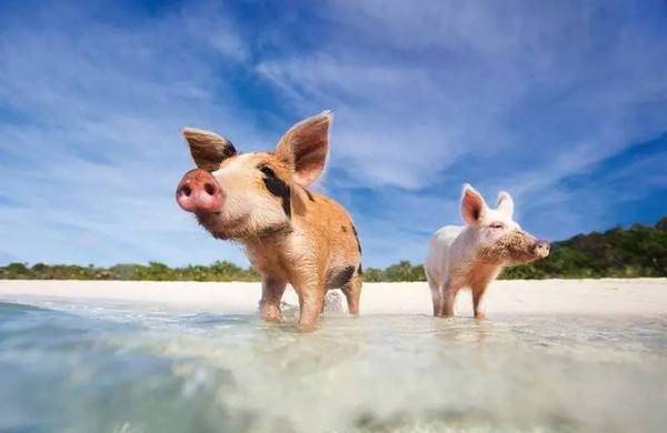 母猪对热应激很敏感，预防夏季母猪热应激的4种方法