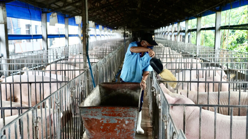 台湾暂停厨余养猪，猪农抱怨当局政策仓促宣布且无配套措施，让猪农措手不及