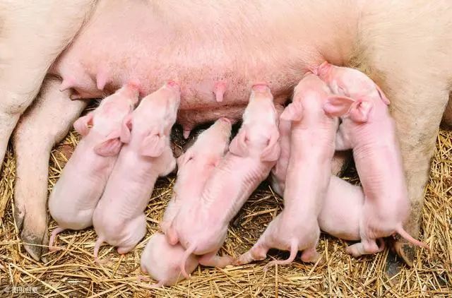 怀孕母猪吃的多，不一定是好现象！怀孕母猪科学饲养管理的3个方法要点
