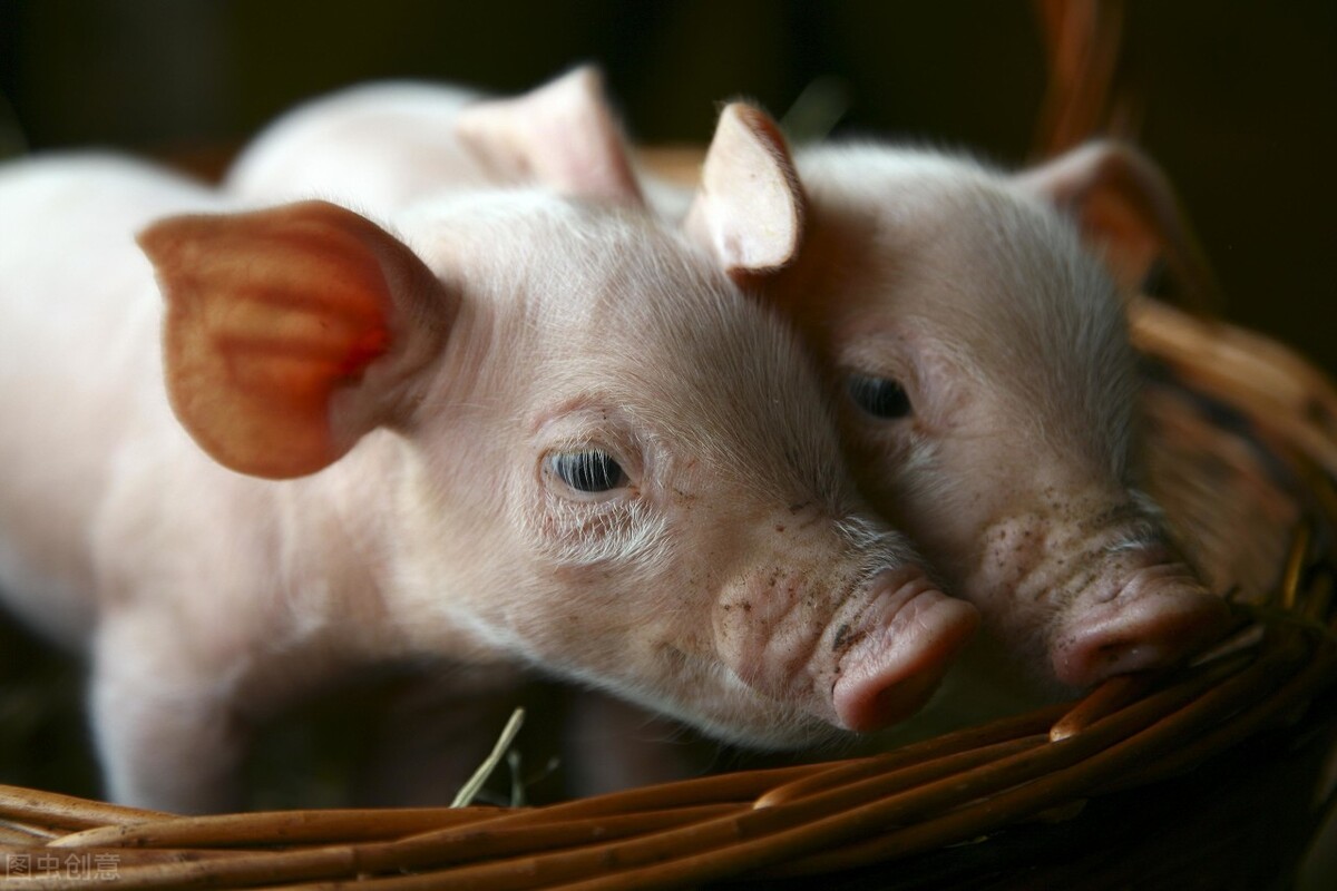 猪支原体肺炎让猪群感染率接近100%，虽有疫苗但猪群依然会发病