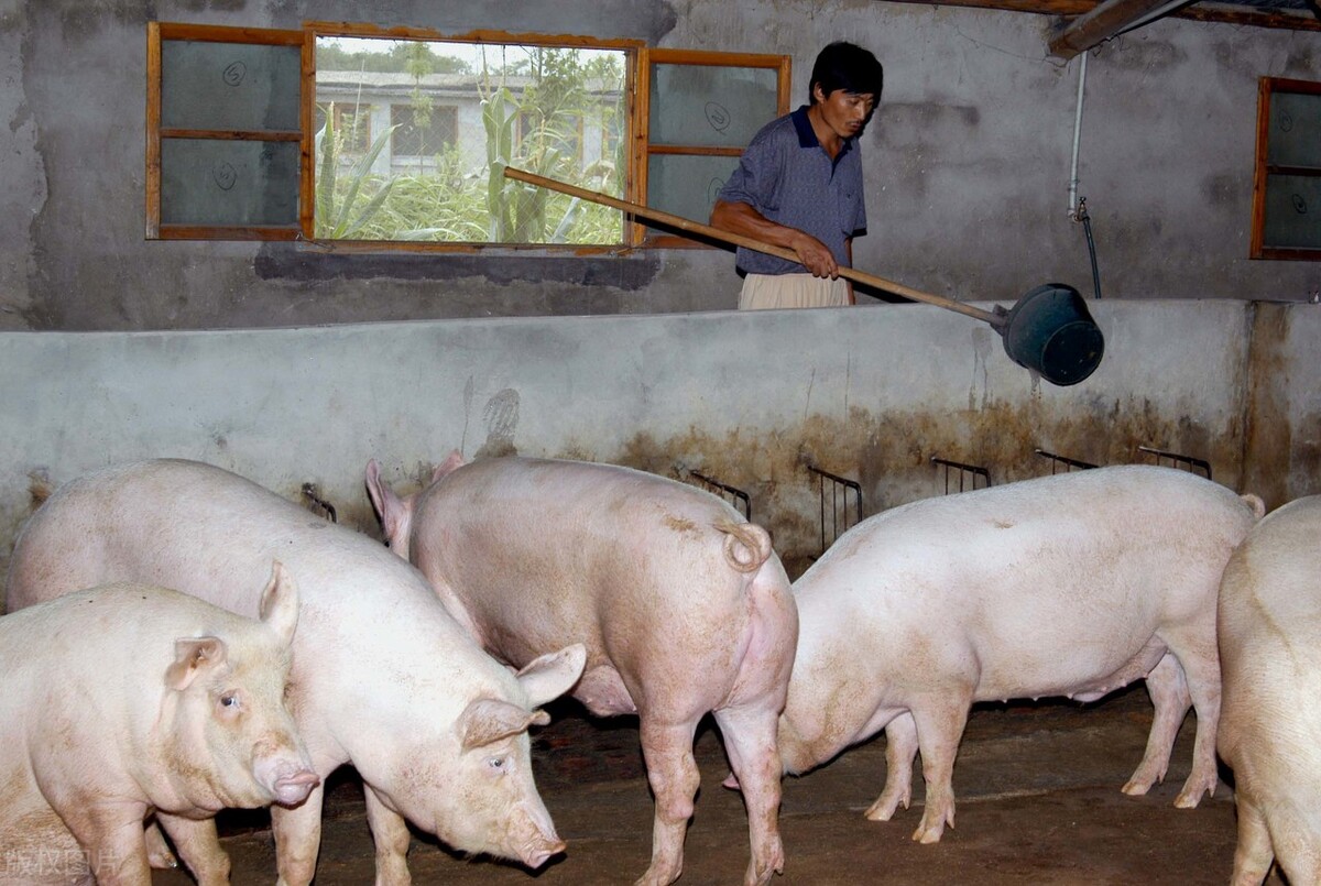 猪群感染率近100%，虽有疫苗仍发病，它是猪场亏钱的重要原因之一