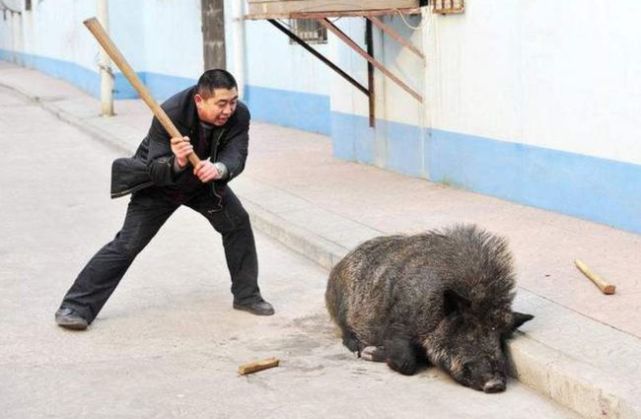 人猪矛盾的激化，河南信阳决定要对野猪下手了河南省林业部门已经同意猎捕