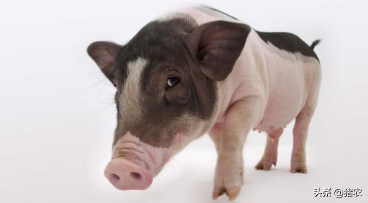 养殖“金猪”黄金时间已过，2021年的下半年生猪养殖的利润将会减少