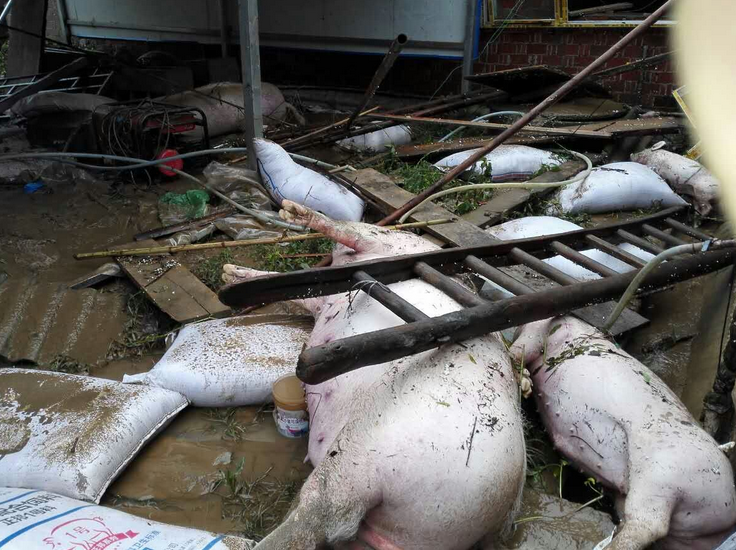 注意！多地发生家畜疫情，有人感染死亡！农业农村部紧急通告