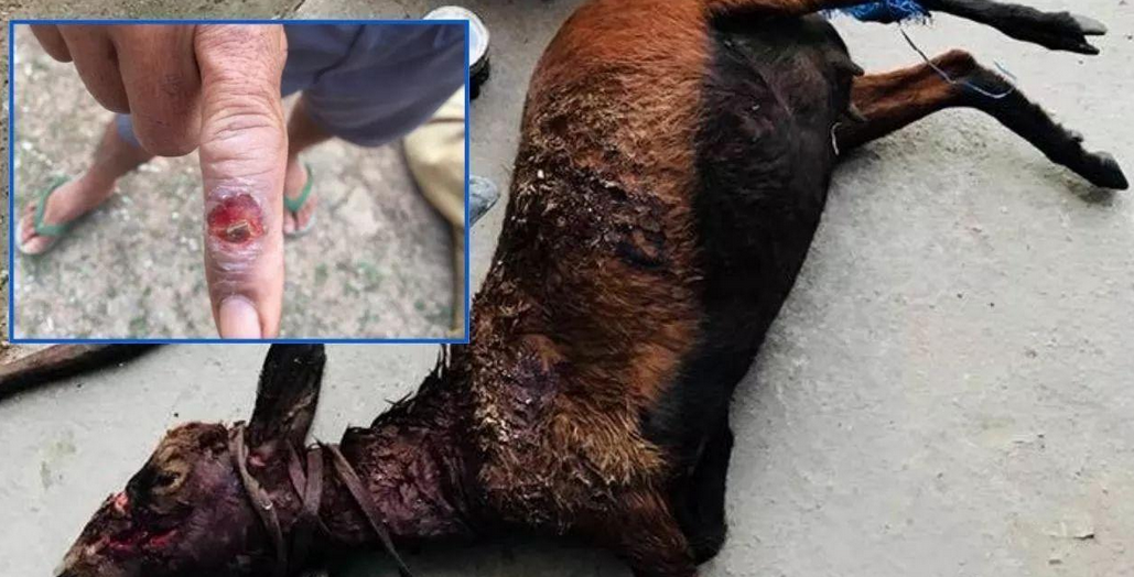 注意！多地发生家畜疫情，有人感染死亡！农业农村部紧急通告