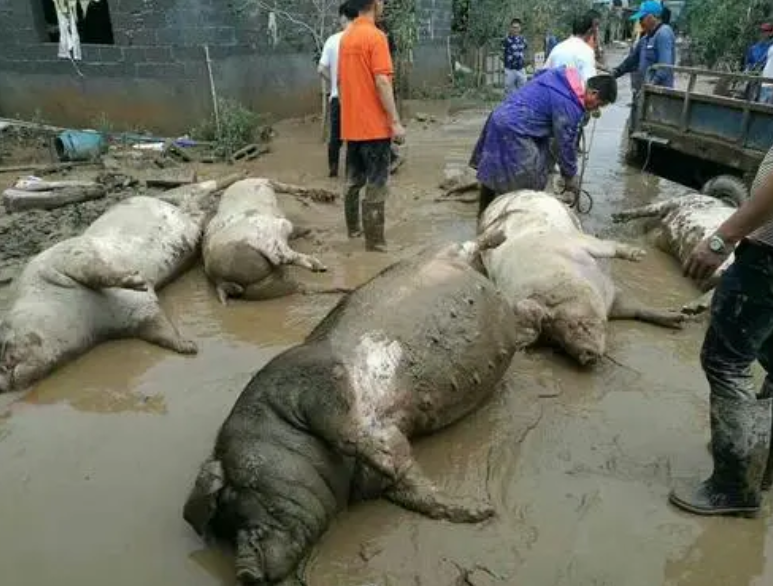 注意！多地发生家畜疫情，有人感染死亡！农业农村部紧急通告