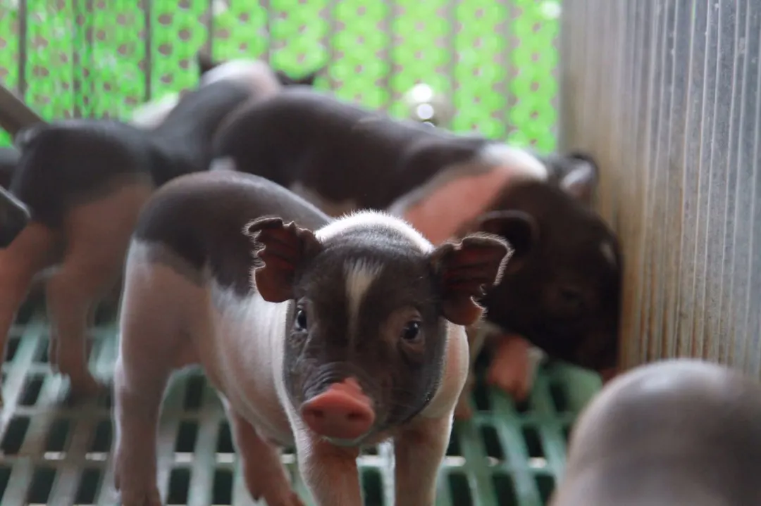 北大毕业生养猪卖肉