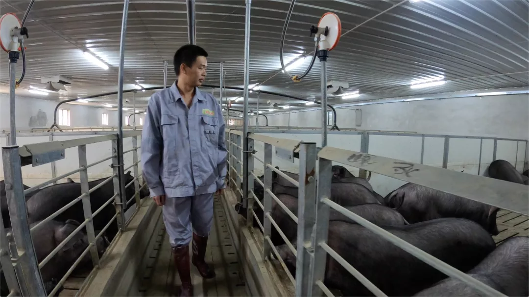 北大毕业生养猪卖肉