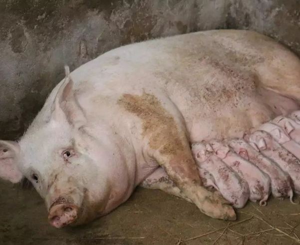 母猪39.5度是发烧吗？母猪39.5度正常吗？不吃食怎么办？看看本文