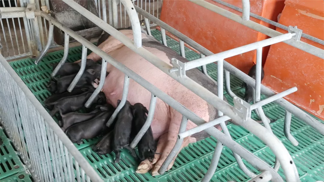 北大毕业生养猪卖肉