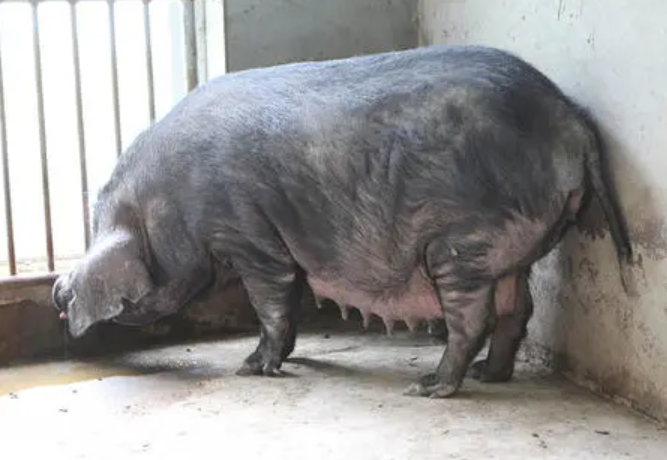 母猪39.5度是发烧吗？母猪39.5度正常吗？不吃食怎么办？看看本文