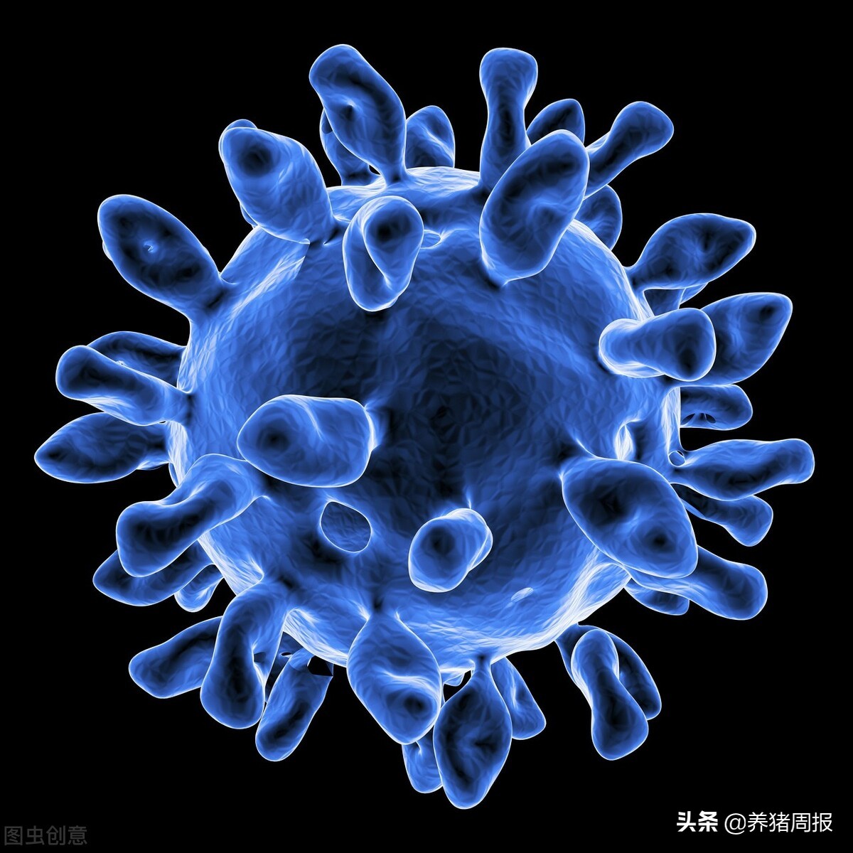 猪塞内卡病毒图片
