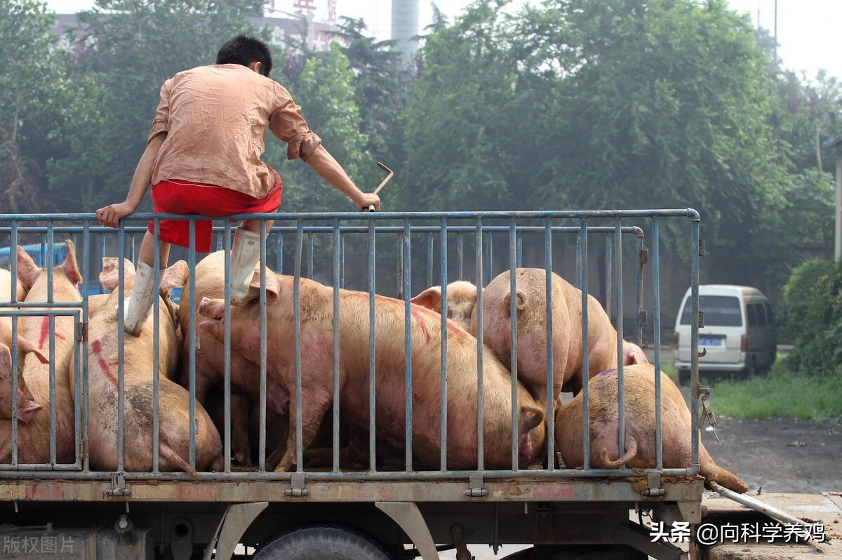 大型养猪企业提前出栏止损，中小散户惜售，9月份猪价难上涨