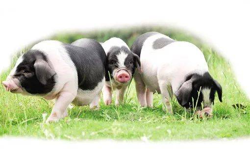 粮猪安天下！安徽发布生猪屠宰行业发展规划（征求意见稿）