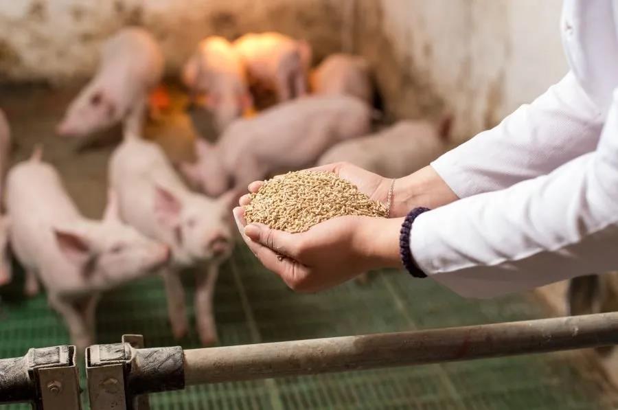 新希望上半年猪产业出现亏损  外销猪料销量同比增长98%