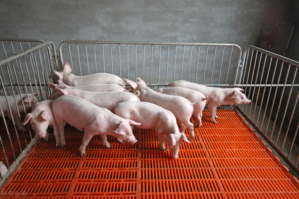 疫情期间，猪场该如何应对？这是每个养猪人要重视的问题
