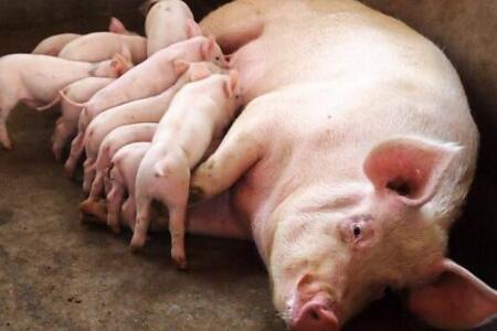后备母猪处于育种工作中非常重要的地位，那么后备母猪如何培育
