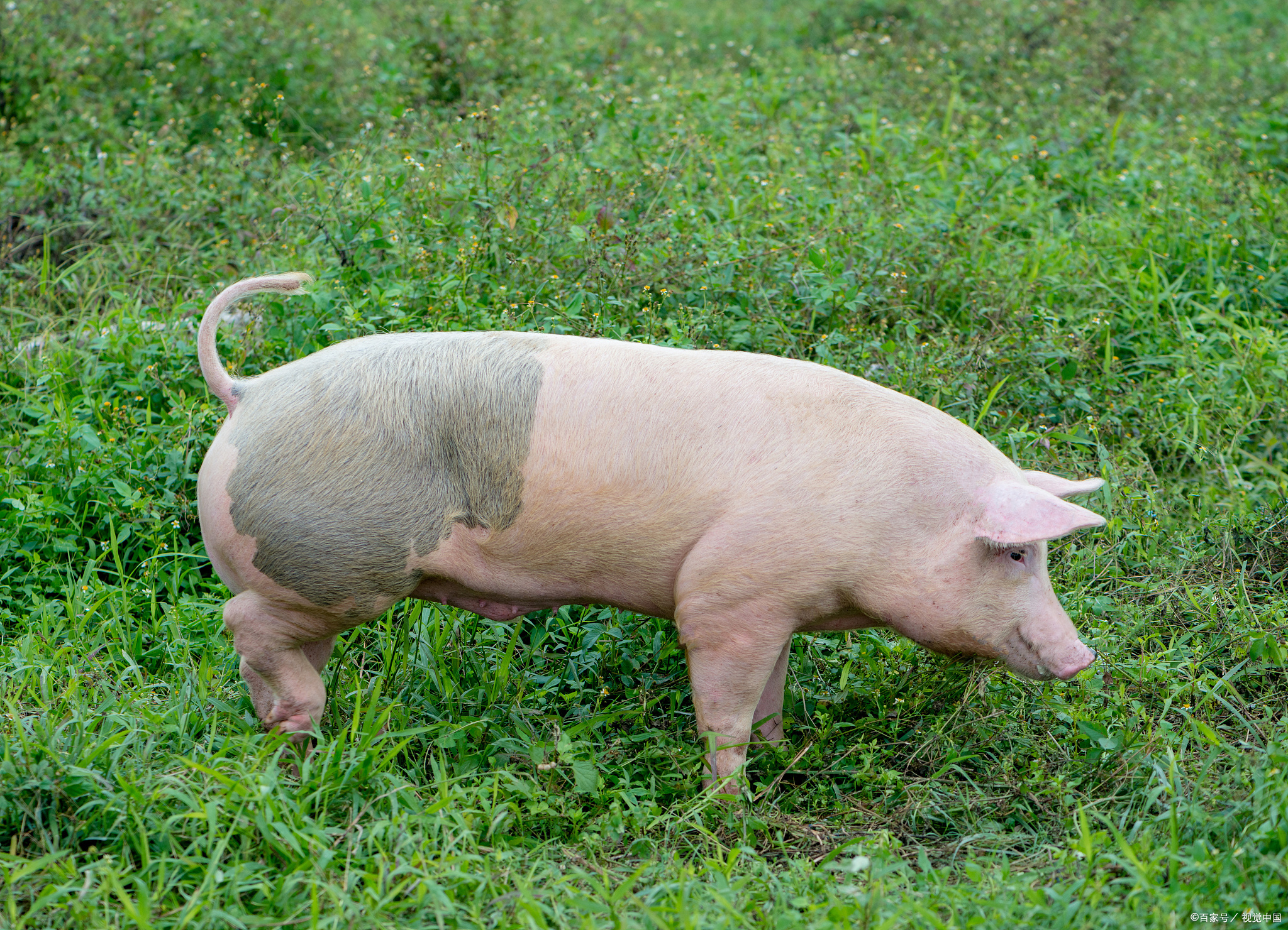 李俊柱：疫情常态、疫病繁多，高楼养猪模式并不利于养猪业