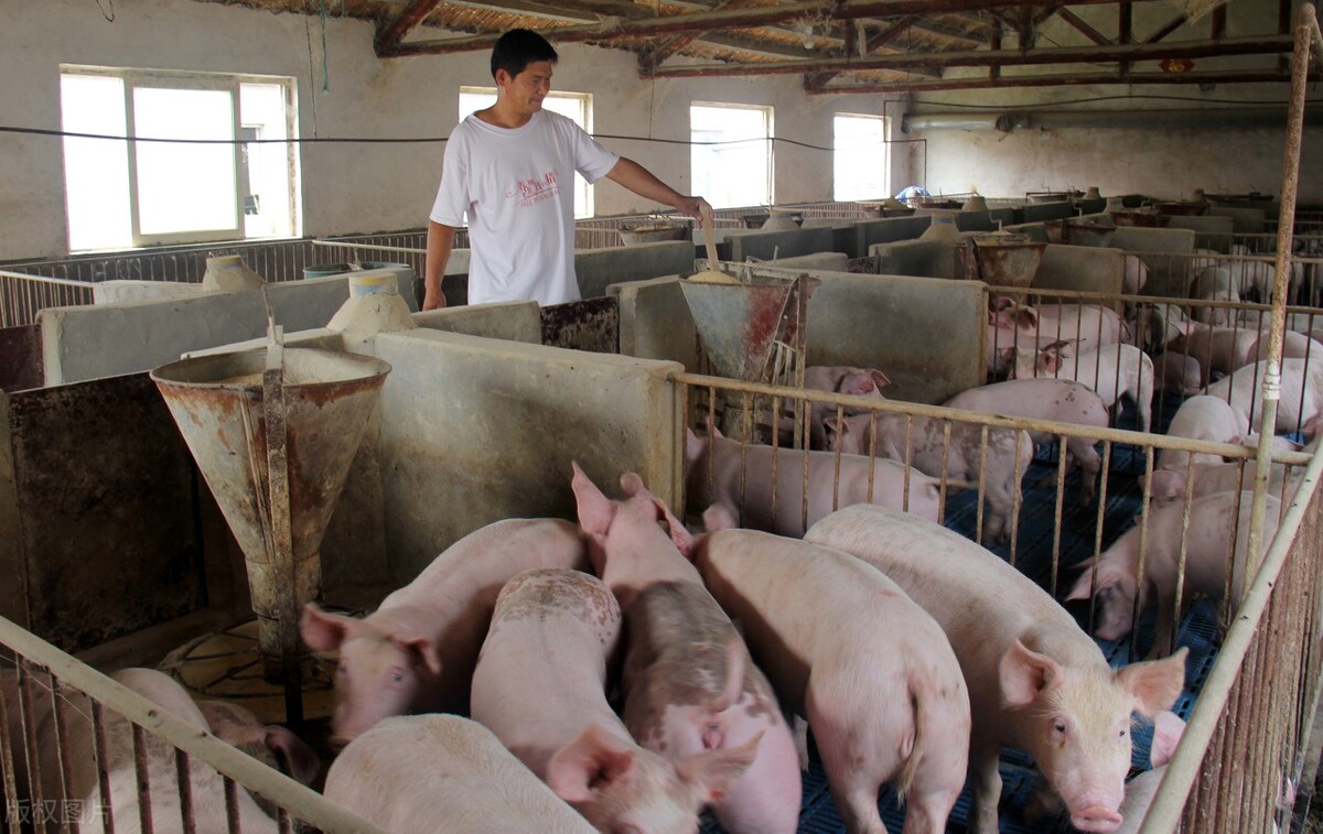 调控叠加旺季，猪价变脸上涨，产能恢复之下养猪业面临“新隐患”