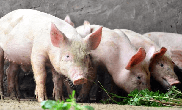 8月猪价大跌，台安县第一期生猪价格保险共实现赔付164.63万元赔付率高达165%
