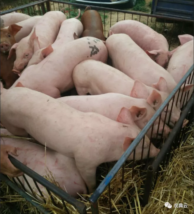 农业农村部：8月第4周仔猪价格已连跌22周