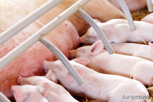 猪价持续低迷，让很多养殖户心焦如焚，什么时候高的行情才会在次到来？