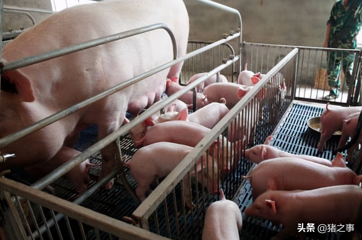 高产母猪哺乳阶段的营养需要与饲喂指南，你都清楚吗？看完就懂了