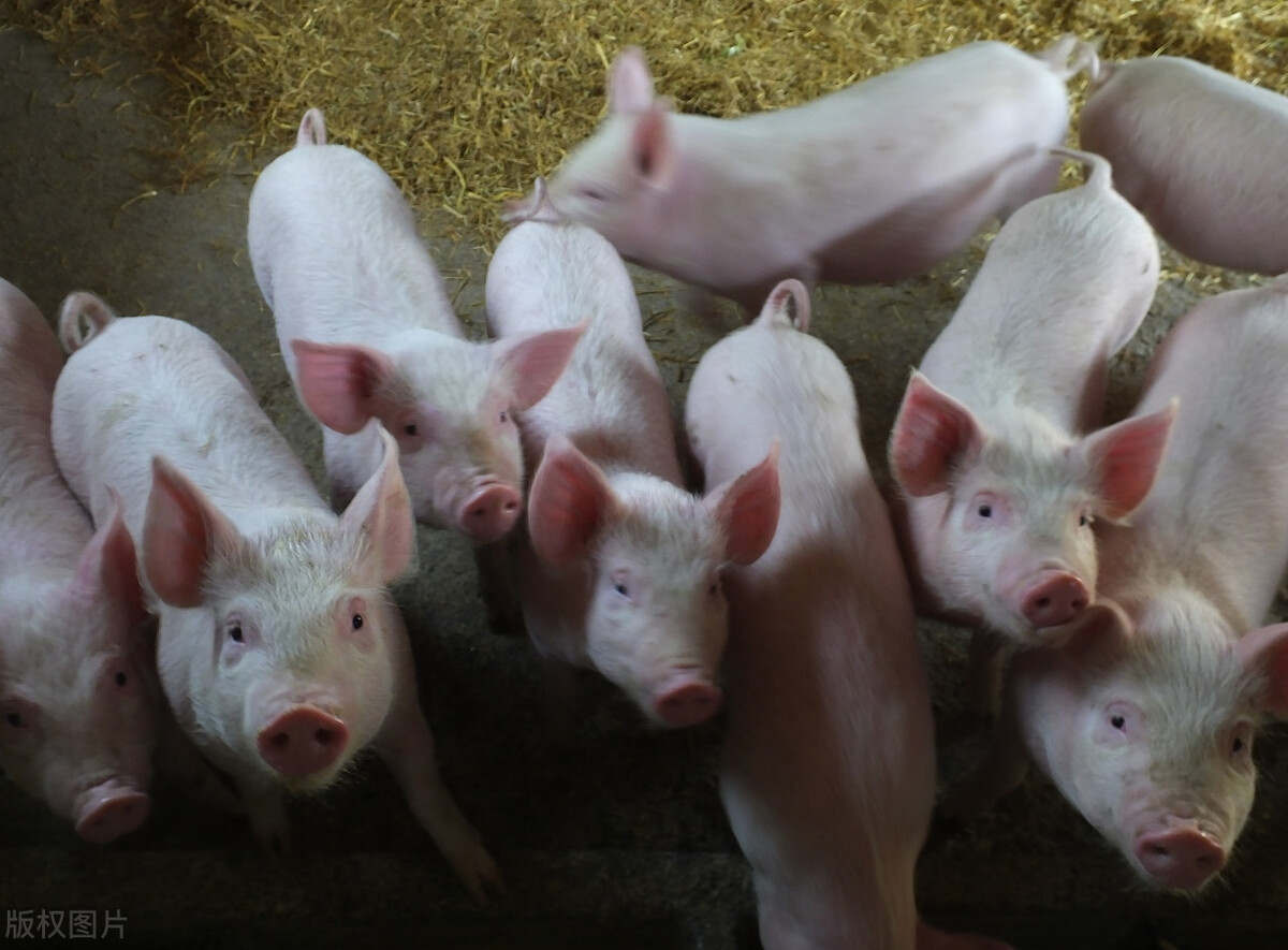 调控叠加旺季，猪价变脸上涨，产能恢复之下养猪业面临“新隐患”