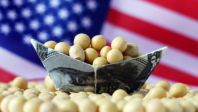 中国饲料需求增加  增加进口数千万吨美国玉米、大豆