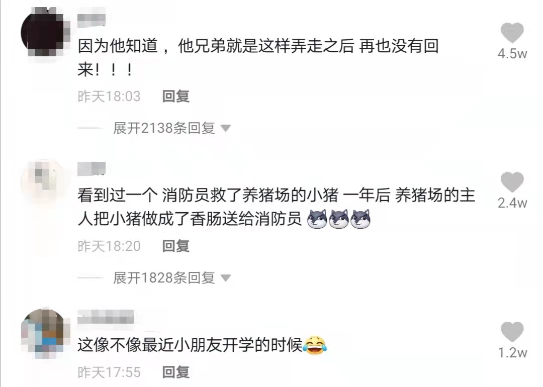 暴雨淹没养猪场，消防员紧急转移，小猪全身上下都在表示：我拒绝