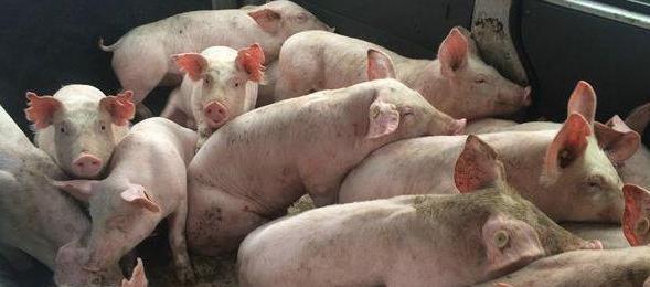 猪群“问题不断，反复发作”，长期毒素积累对猪群的十大危害