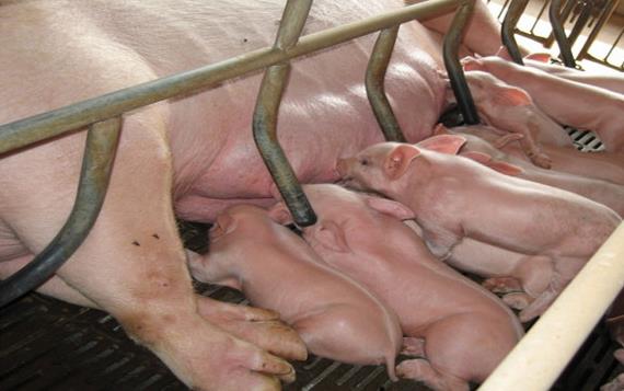 母猪繁殖