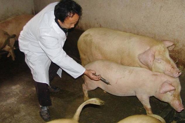 猪排毒治疗