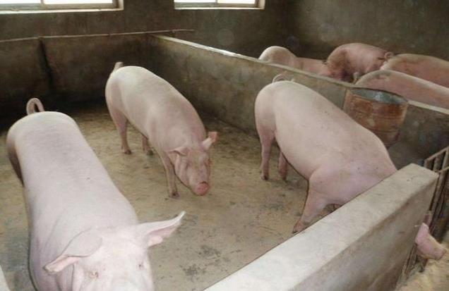 猪群疾病多发，卖相不好，水泥地养猪有哪些危害被扒了出来！