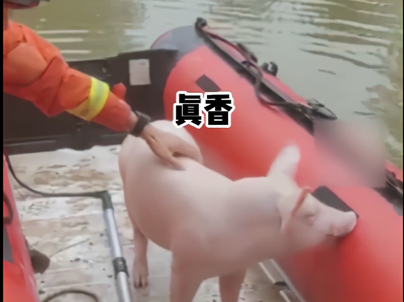 暴雨淹没养猪场，消防员紧急转移，小猪全身上下都在表示：我拒绝