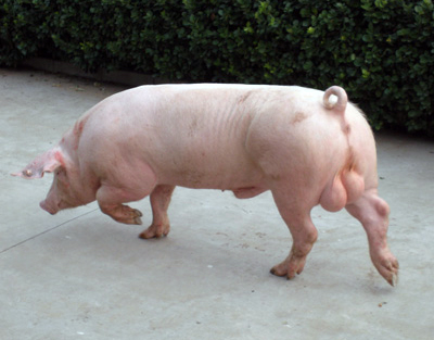 2021年09月04日全国各省市种猪价格报价表，猪价下跌加快淘汰低产能母猪，优质种猪依然抢手