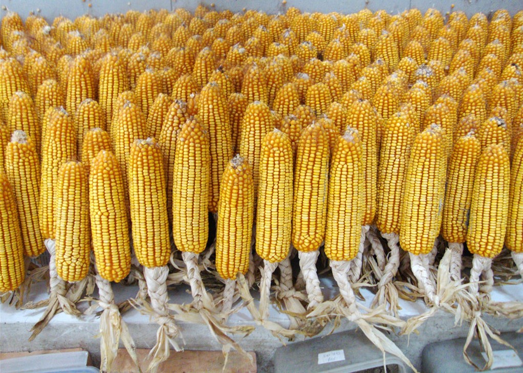 玉米市场突然变脸下跌，玉米开秤价或跌至1.1元？