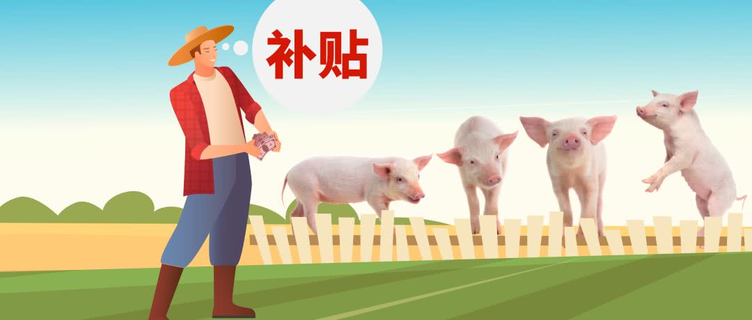 养猪补贴来袭！多省出台生猪补贴政策，养猪人快快去申请吧！