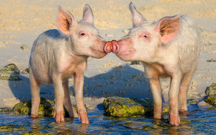 如何让猪长的快？如何维护猪群肠道健康？