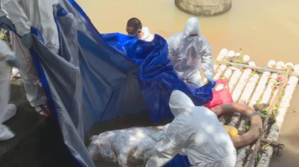 河道发现4头死猪，气味恶臭难闻，多部门联合进行无害化处理，不能随意乱丢弃或贩卖病死猪