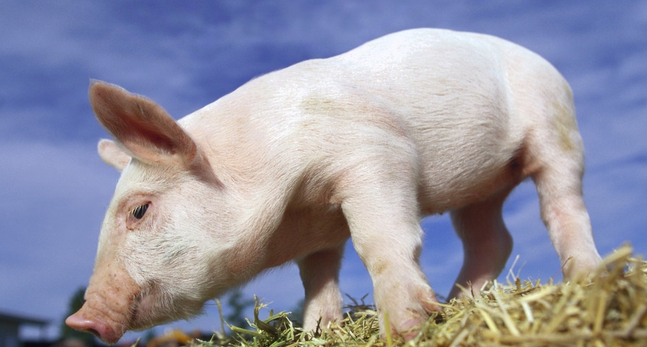 乳酸菌发酵饲料好不好？对生猪生产性能有什么影响？