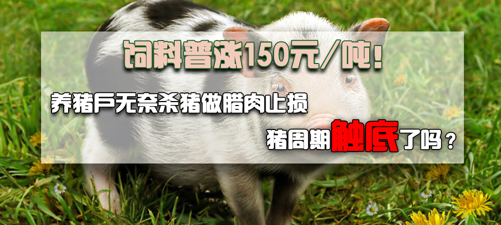 饲料普涨150元/吨！部分养户杀猪做腊肉、止损离场，猪周期触底了吗？