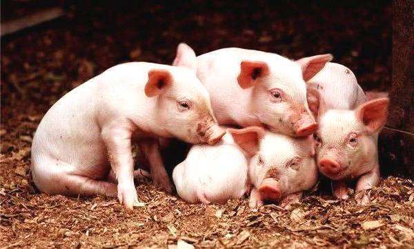 2021年09月09日全国各省市10公斤仔猪价格行情报价，亏损加剧，仔猪难卖