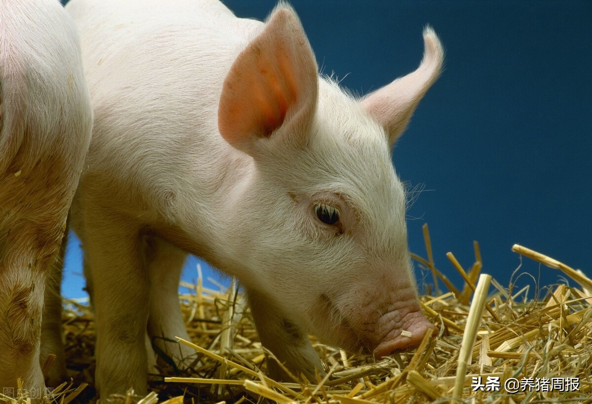 养猪周报：猪脓包形成原因及处理方法