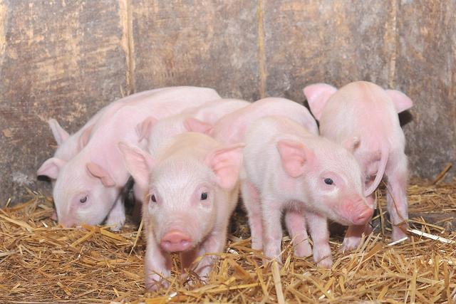 一般猪场针对仔猪的出生，在管理技术上会做哪些努力呢？
