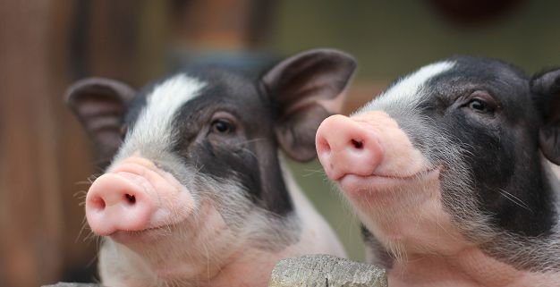 2021年09月10日全国各省市内三元生猪价格，猪价一跌再跌，养猪人太难了。