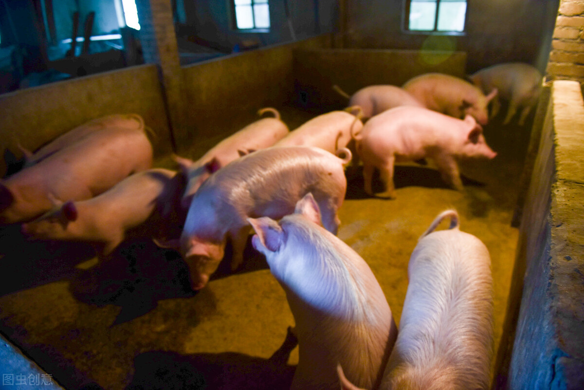 生猪价格高、低差如此之大，养殖行业不稳定，说明了什么？