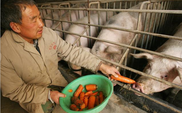 不少养殖场被整治关停，国家整治“问题猪场”环保依然是养猪户生存的关键