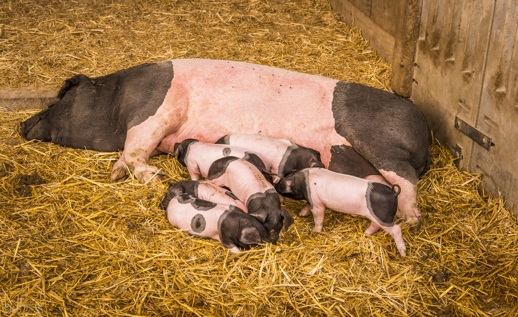 生猪价格高、低差如此之大，养殖行业不稳定，说明了什么？